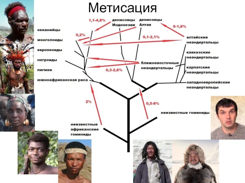 Антропогенез расы людей. Метисация. Метисация фото. Антропогенез расы. Антропогенез человеческие расы.