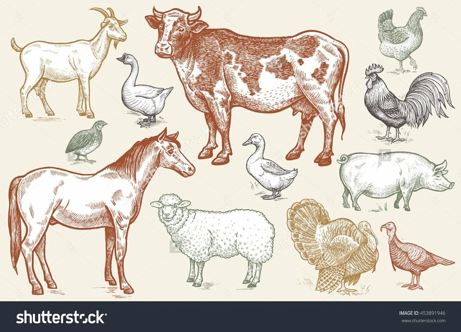 Петух корова лошадь. Корова овца лошадь. Свиньи коровы овцы куры. Корова баран свинья курица. Корова свинья курица и Овечка.