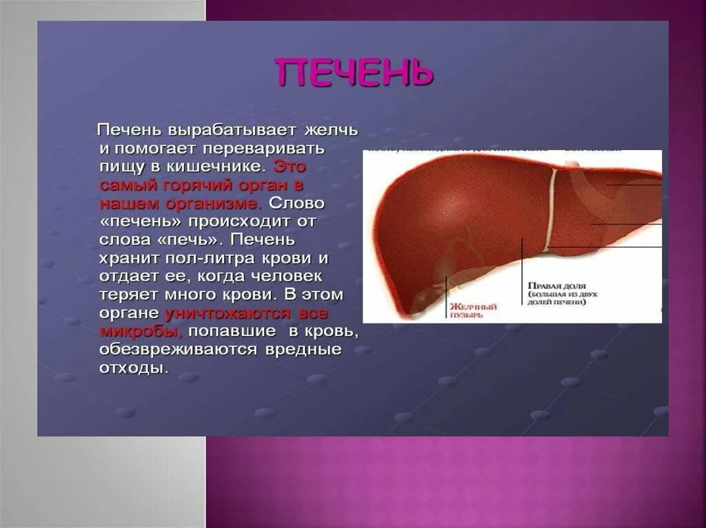 Сообщение о печени.