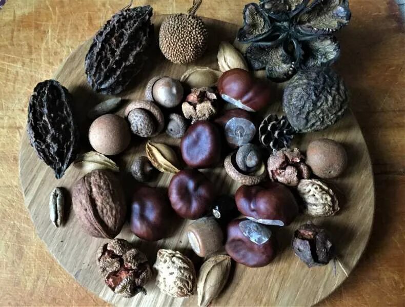 Пластик из водорослей. Природный материал для поделок. Природный материал для поделок. Пластик природный материал. Полимерные материалы, пластмассы.