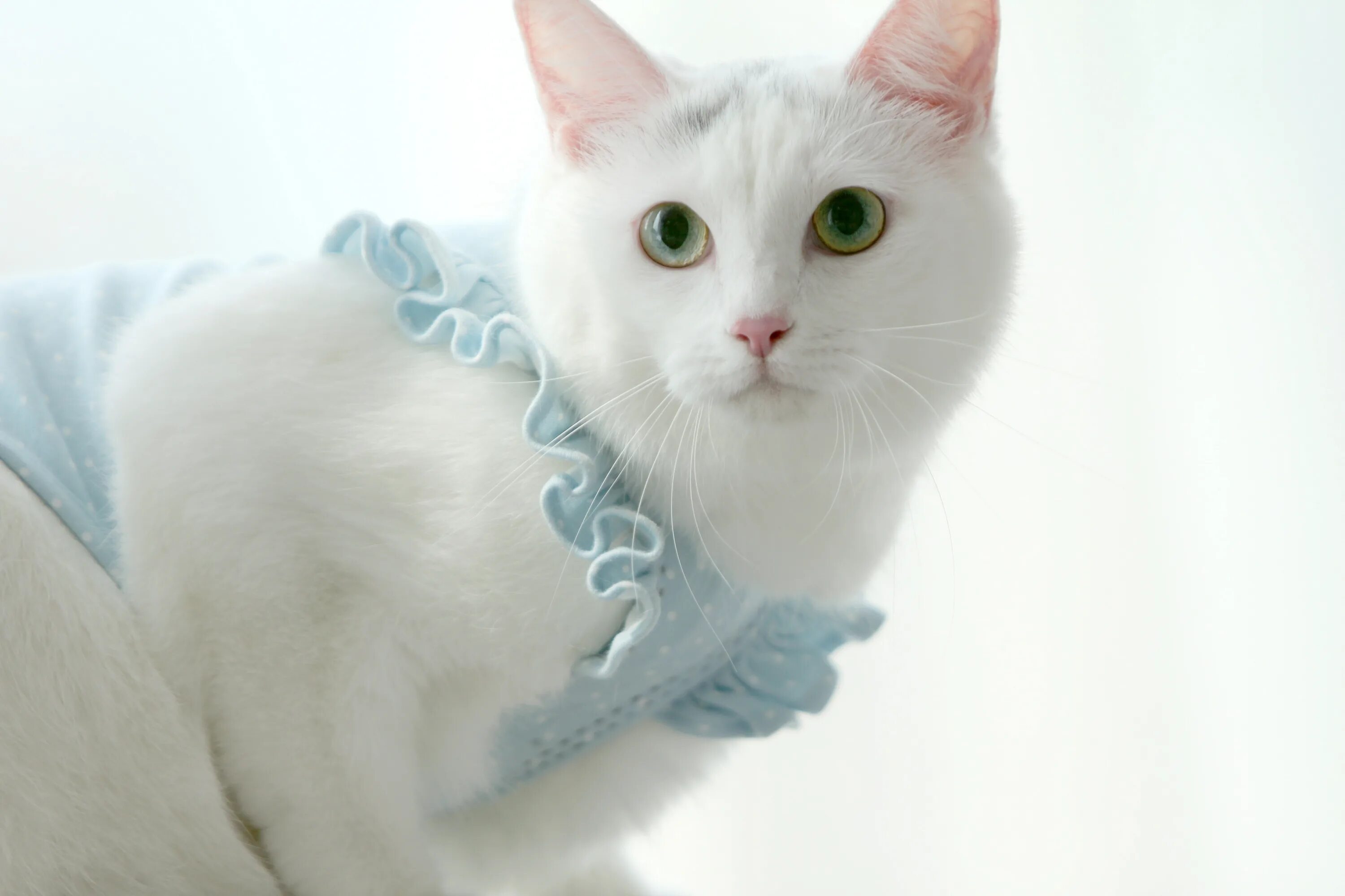 Какого цвета белый кот