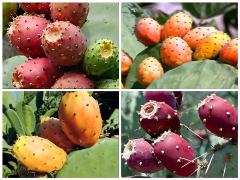 Кактус опунция. Кактус опунция марокко. Кактус плодоносит. Плоды кактуса опунция. Кактус плодоносит.