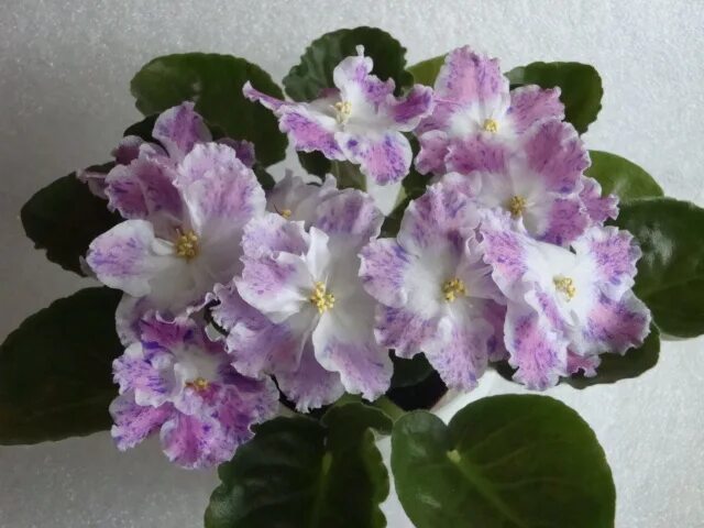 Сорт фиалки юная пастушка. Сорт фиалки пт юная пастушка. Пт юная пастушка фиалка. Фиалка юная пастушка. Молодые п т молодые п т.