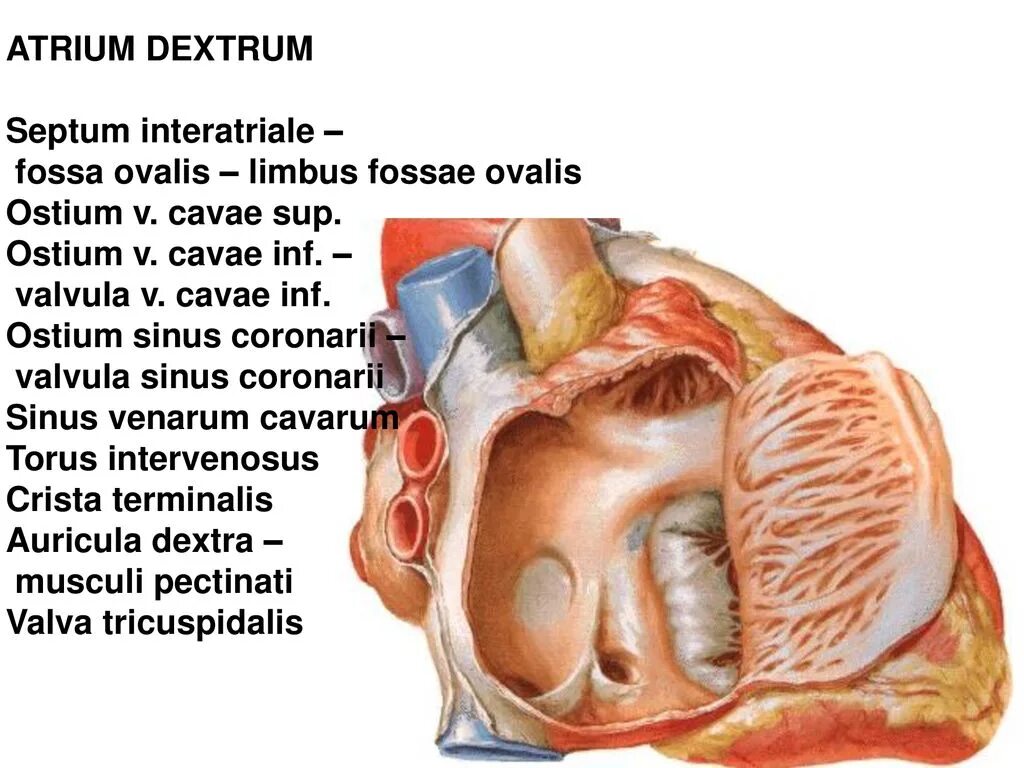 Lateral septum brain. Septum перевод с латинского. Atrial septum anatomy. Полость носа анатомия неттер. Septum перевод с латинского.