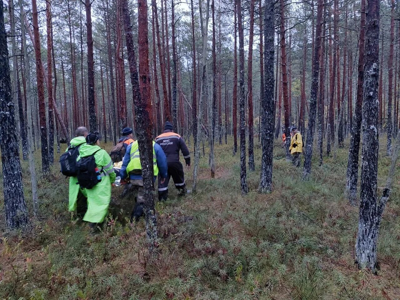 9 по новгородской области. Северные леса. Леса России. Леса Новгородской области. Российский лес.