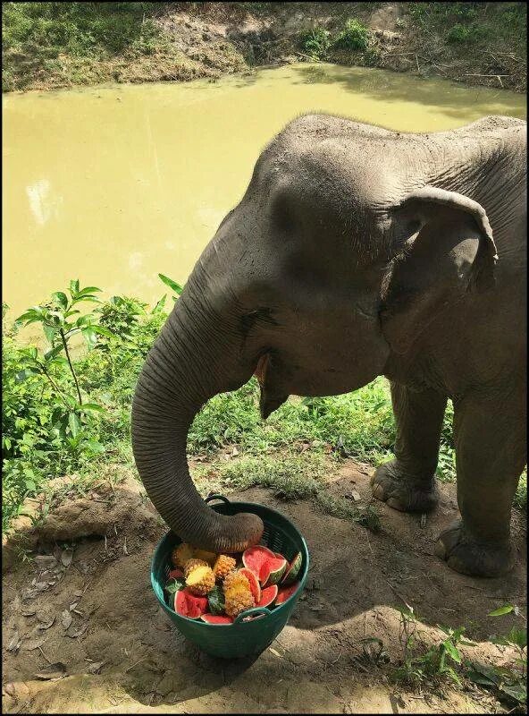 Слон ест. Что едят слоны. Слоник кушает. Питание слона. Green elephant sanctuary