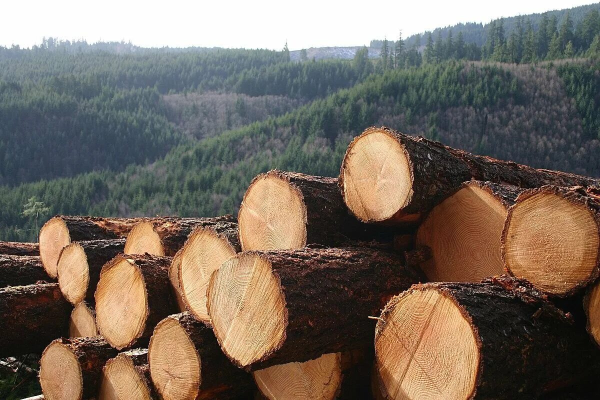 Где можно купить лес. Лес пиломатериалы. Лес древесина. Дерево бревно. Бревно сосны.