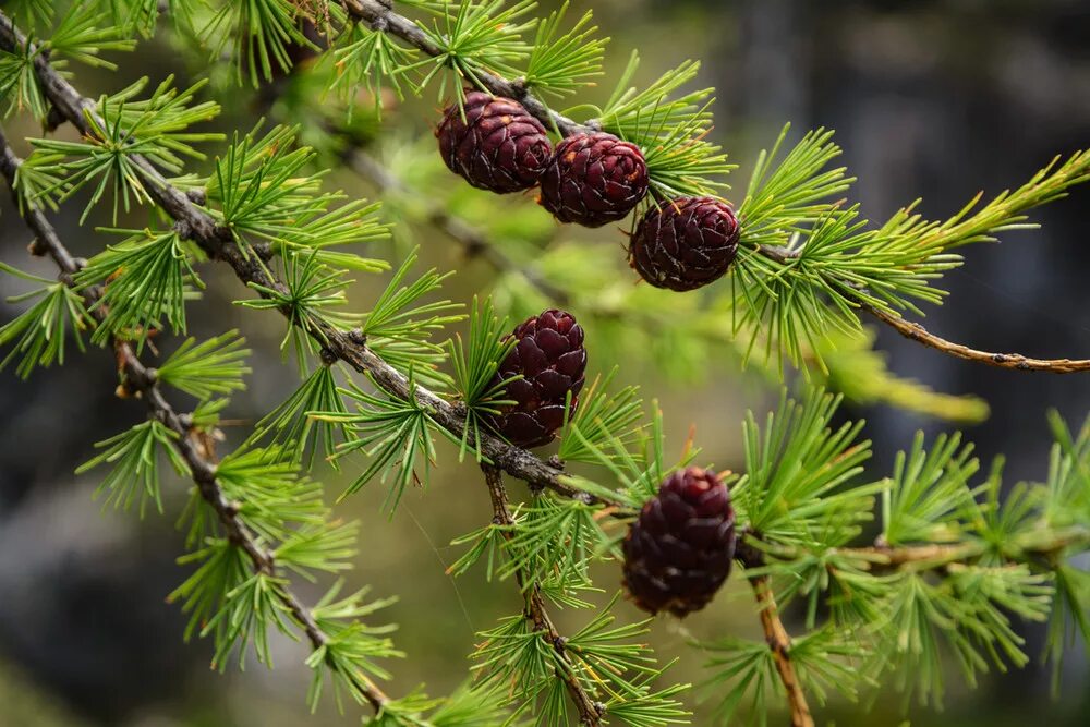 Хвойная россия. Лиственница Сибирская Larix sibirica. Лиственница Маргилинда. Лиственница европейская хвоинки. Лиственница Сибирская (Larix sibirica Ledeb.).