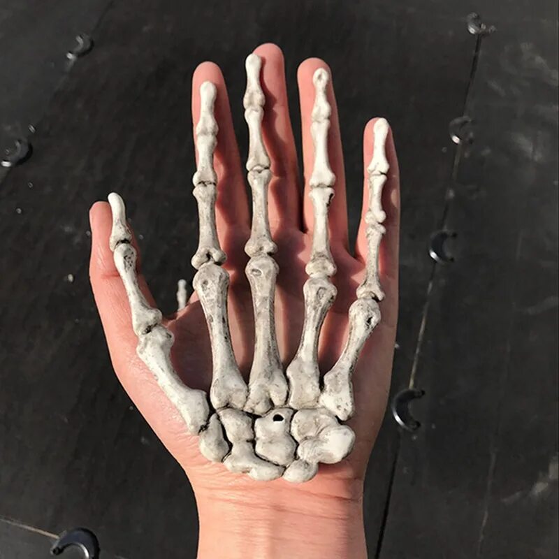 Скелет пальцев. Скелет руки. рука из костей. пальцы скелета. кисть руки.