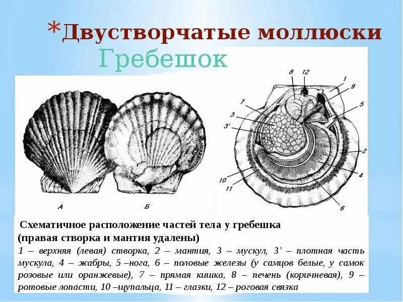 Раковина двустворчатых состоит из. Внешнее строение раковины двустворчатых моллюсков. внешнее и внутреннее строение морского гребешка. внешнее строение морского гребешка. внутреннее строение раковины морского гребешка.