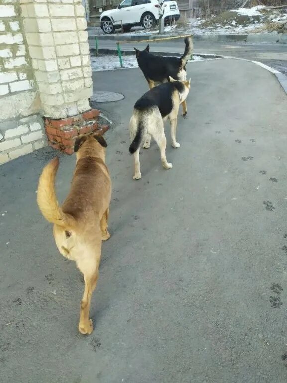 служба отлова бездомных собак. отлов животных нижнекамск. отлов бродячие животные. отлов бродячих животных. отлов животных без владельцев.