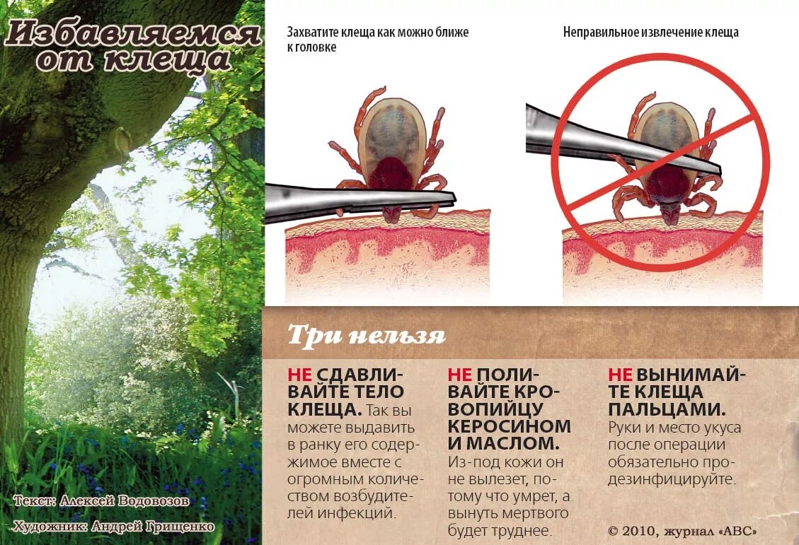 Как рекомендуется удалить клеща. Что делать если укусиь клед. Как рекомендуется удалить клеща. Извлечь клеща пинцетом. Неправильное извлечение клеща.