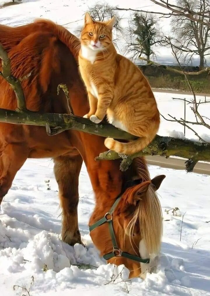 Кошка лошадка. Лошадь и кошка. Кот на лошади. Деревенские коты зимой. Дружба кошки и лошади.