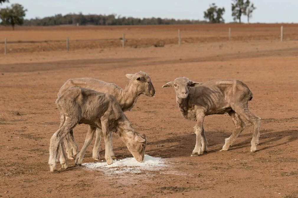 Засуха животные. Австралийская засуха 2018. Засуха в Австралии. Засуха в Австралии 2018. Великая засуха 1829.