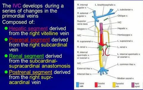 Development during