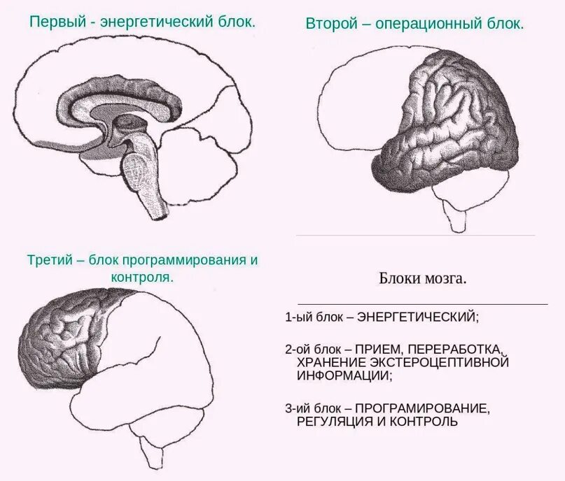 Модель а р лурии