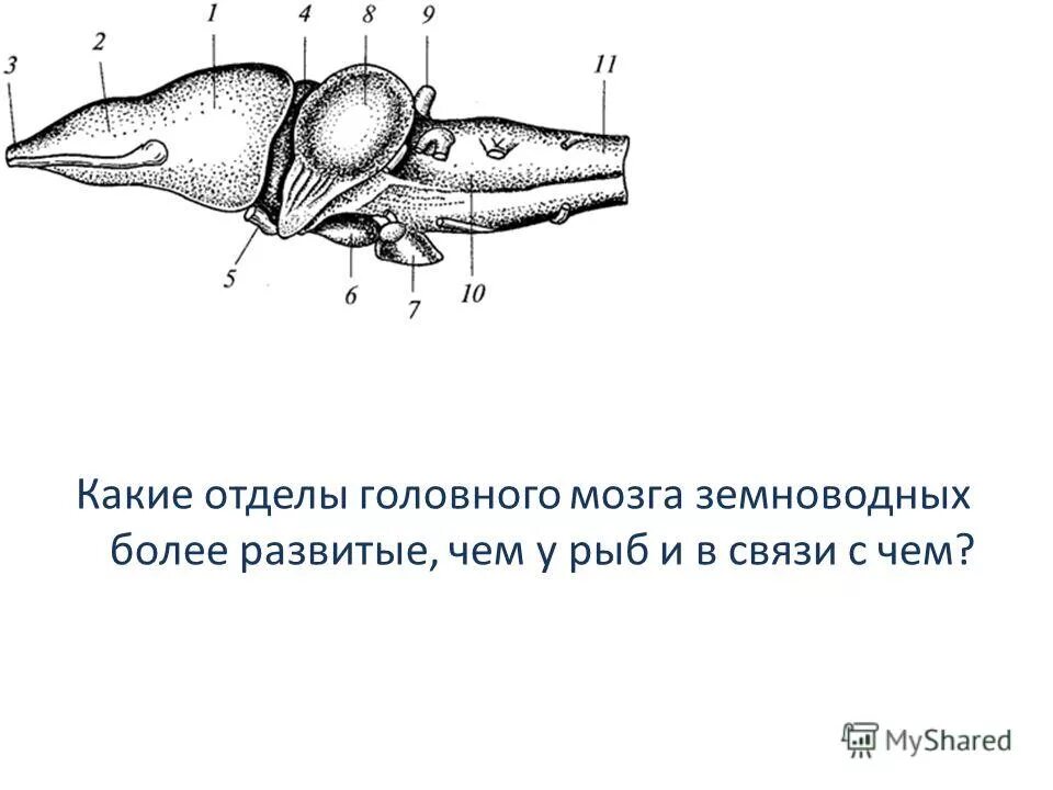 Строение головного мозга земноводных. Отделы входящие в состав головного мозга земноводных. Строение головного мозга пресмыкающихся. Строение головного мозга амфибии. Головной мозг земноводных.