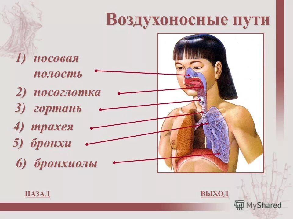 дыхательный отдел периферического речевого аппарата строение. органы дыхательных путей. глотка гортань трахея бронхиола бронх ротовая полость. органы дыхательной системы носовая полость. дыхательная система лёгкие гортань трахея бронхи.