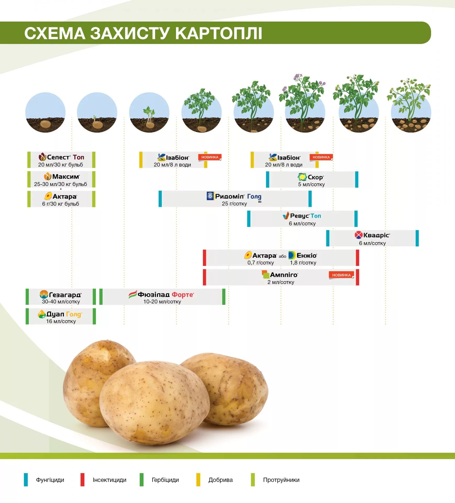 Схема роста картофеля. Фазы развития картофеля по дням. Схема защиты картофеля от сорняков сингента. Картофель этапы вегетации. Фазы роста картофеля.