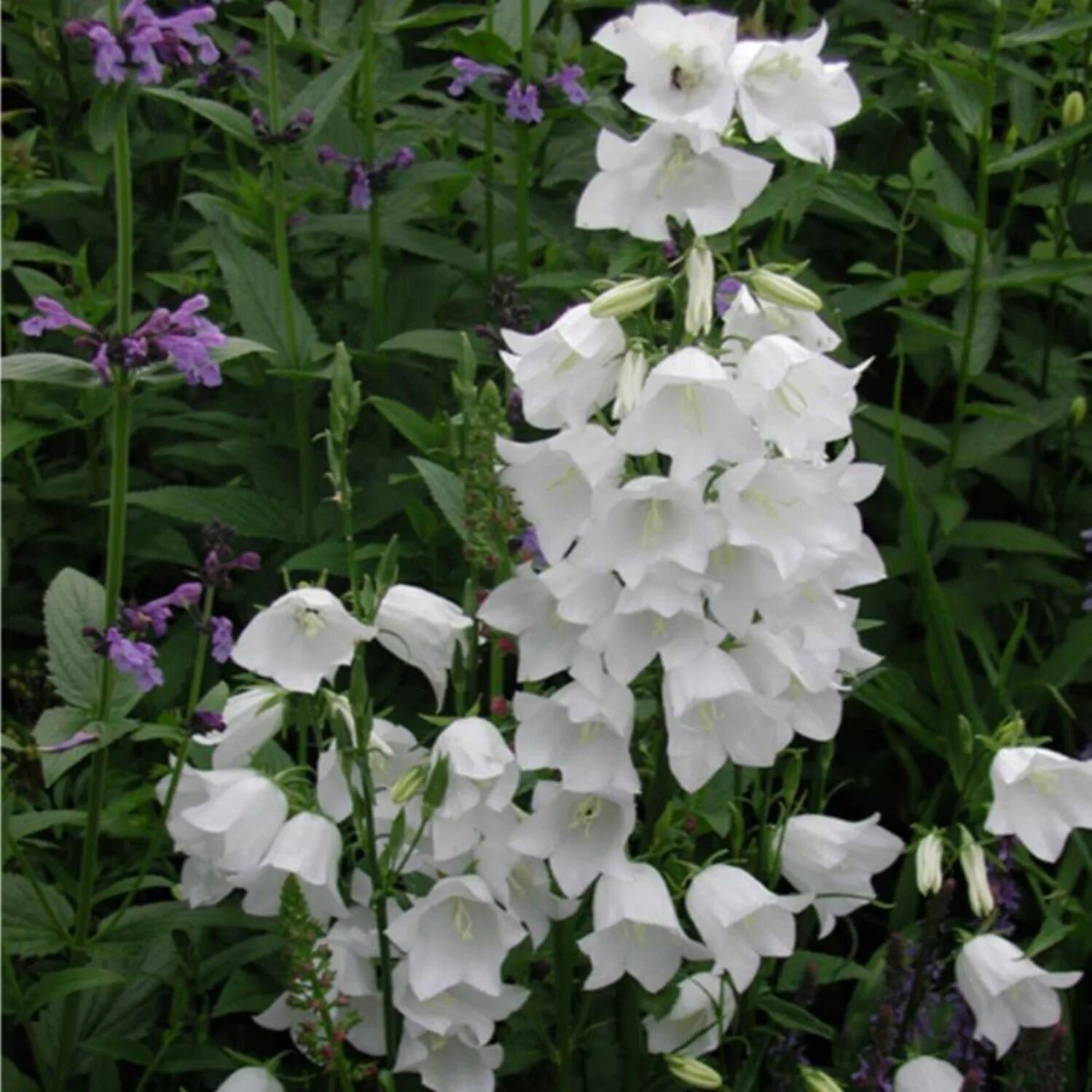 Колокольчик персиколистный Alba. Колокольчик персиколистный (Campanula persicifolia). Колокольчик персиколистный (Campanula persicifolia l.). Колокольчик многолетник