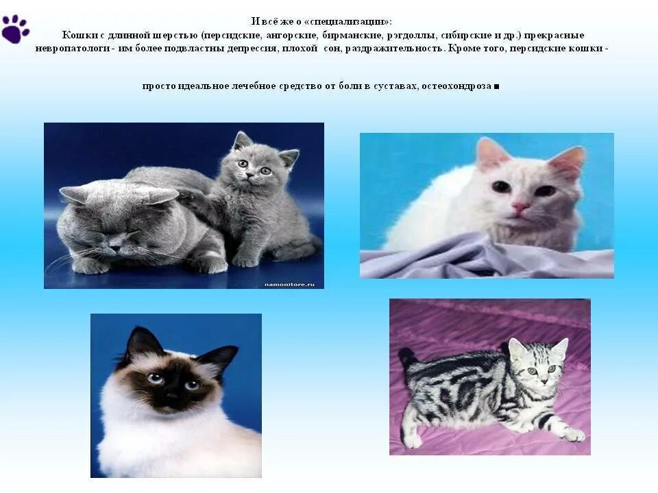 Общее описание кошек. Породы кошек и их особенности. сибирская голубая кошка описание. рагамаффин (порода кошек). сибирская кошка описание породы и характера.