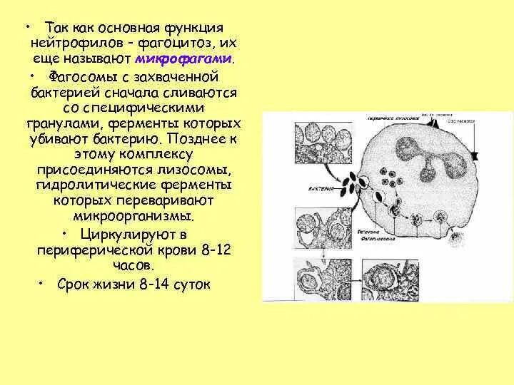 Фагоцитоз бактерий нейтрофилами. Функции нейтрофилов. Стадии фагоцитоза нейтрофилов. Стадии изменения лизосом при фагоцитозе. Может осуществлять фагоцитоз способен к амебоидному движению