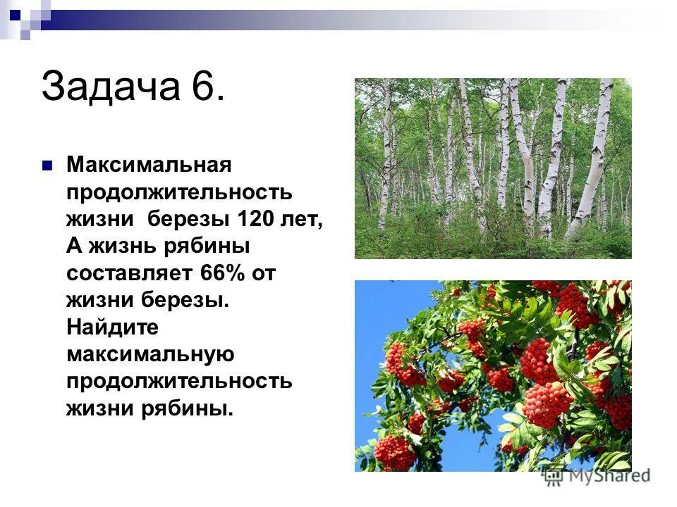 жизнь березы. жизненная форма березы по возрасту. дьяковский лес деревья береза ива. березовая роща 900 берез. березовая роща озеро ивановская область.