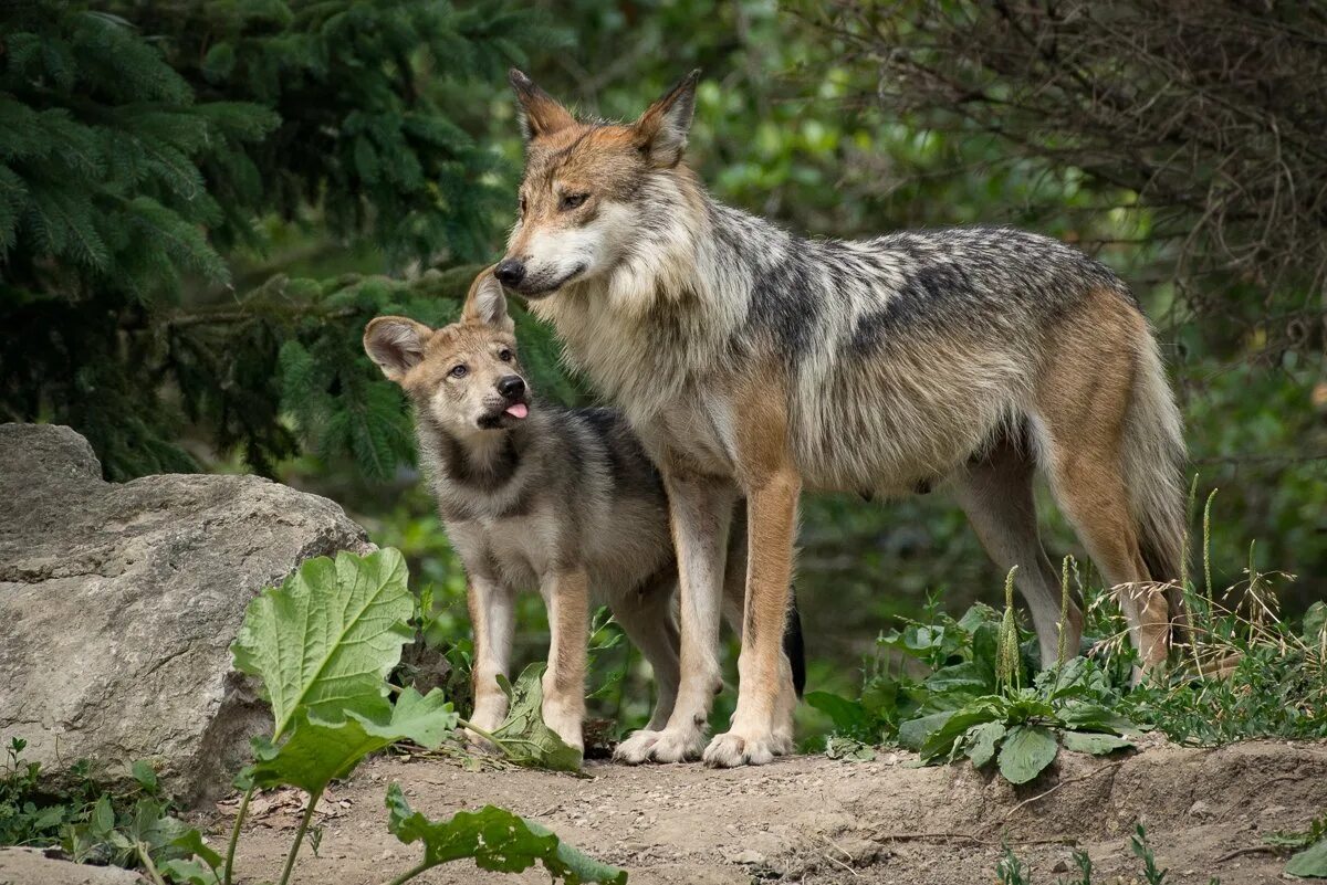 Родина дружелюбного волка. Макензенский волк. Волк серый обыкновенный. Макензийский Равнинный волк. Волк с волчатами.