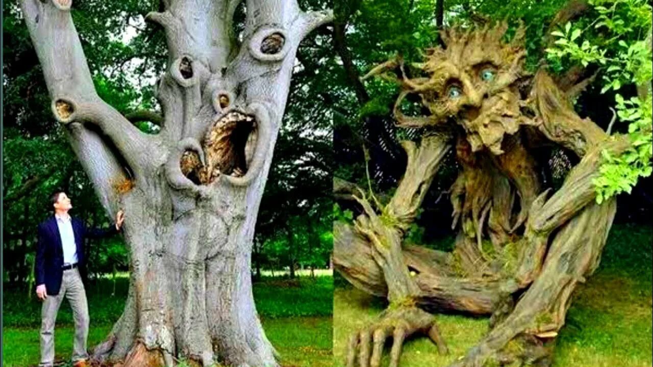 The strangest trees