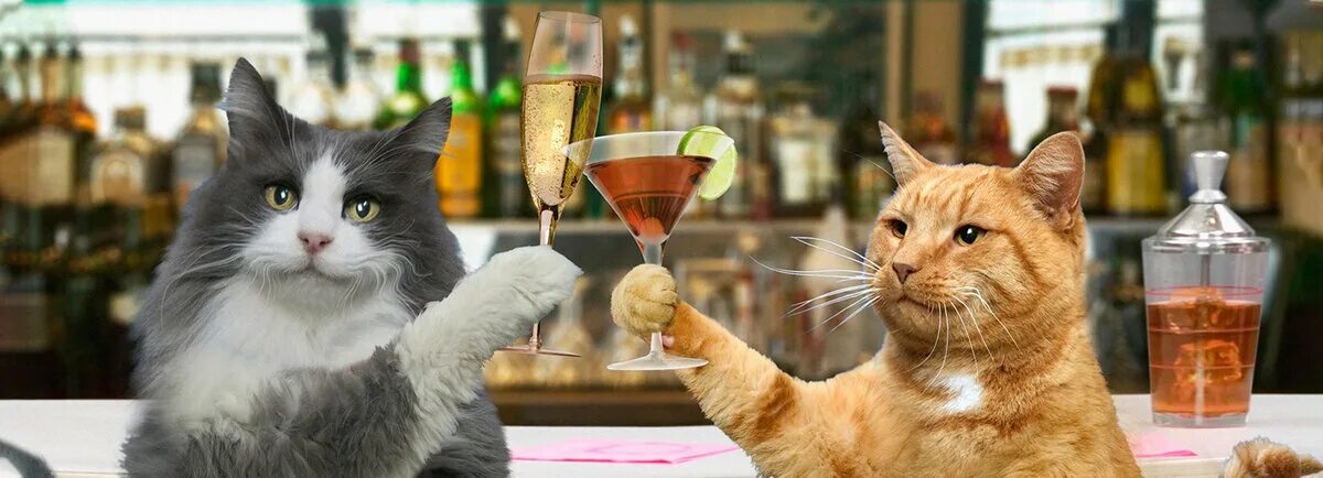 Кошка с бокалом. Кот с выпивкой. Кот бармен. Котики и алкоголь. Кошка постоянно пьет