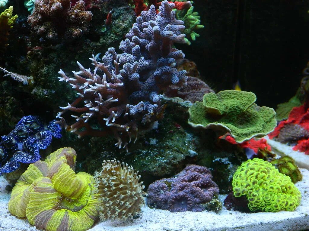 Павона коралл. Морской аквариум. Живые кораллы для аквариума. Композиция для морского аквариума.