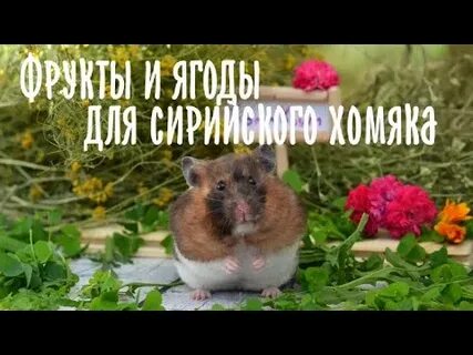 Можно ли хомякам абрикос