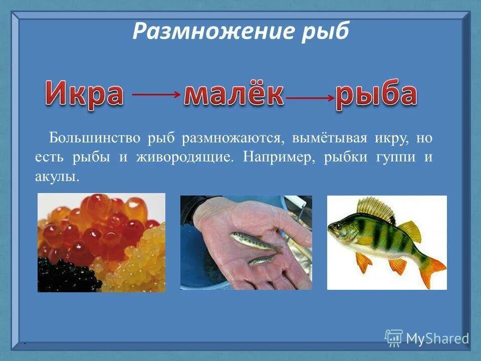 Что означает слово мальки. Размножение рыб. Рыба для презентации. Как размножаются РЫБЫРЫБЫ. Доклад размножение рыб.