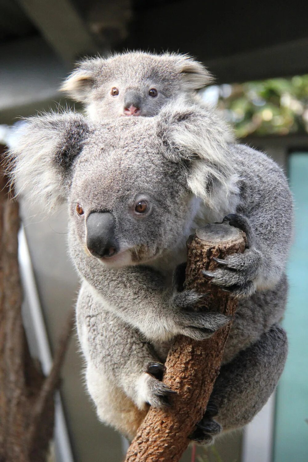 Коала бэби. Коала с детенышем. Мишка коала. Бурая коала.