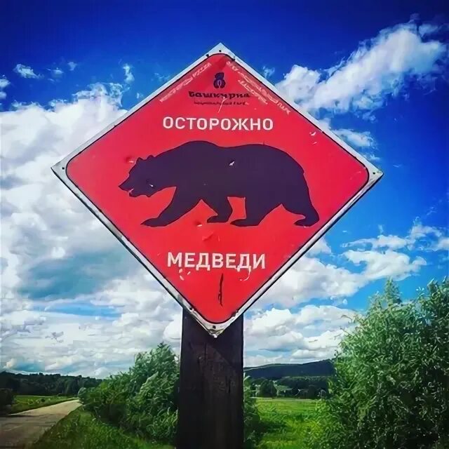 Осторожно злой медведь. Осторожно, медведь!. Осторожно дикие животные. Табличка осторожно медведи. Табличка осторожно медведи.