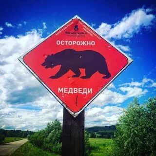 Внимание медведь