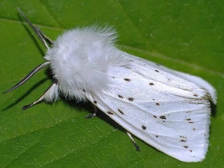 Шелкопряд арк. Медведица крапчатая Spilosoma lubricipeda. Американская белая бабочка (лат. Hyphantria cunea). Тутовый шелкопряд бабочка. Моль шелкопряд белая.