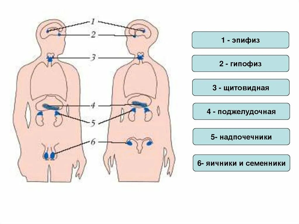 Железы внутренней секреции внешней и смешанной секреции. Железы внешней внутренней и смешанной секреции. Биология 8 класс железы внешней внутренней и смешанной секреции. Железы внутренней секреции железы внешней секреции.