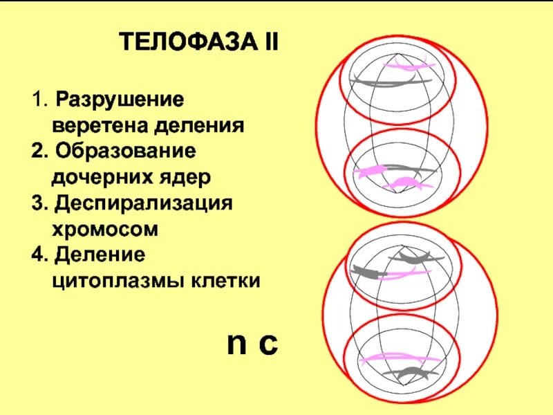 Деспирализация хромосом происходит в интерфазе