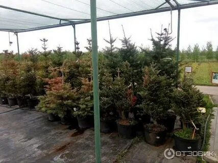 Биосфера казань питомник
