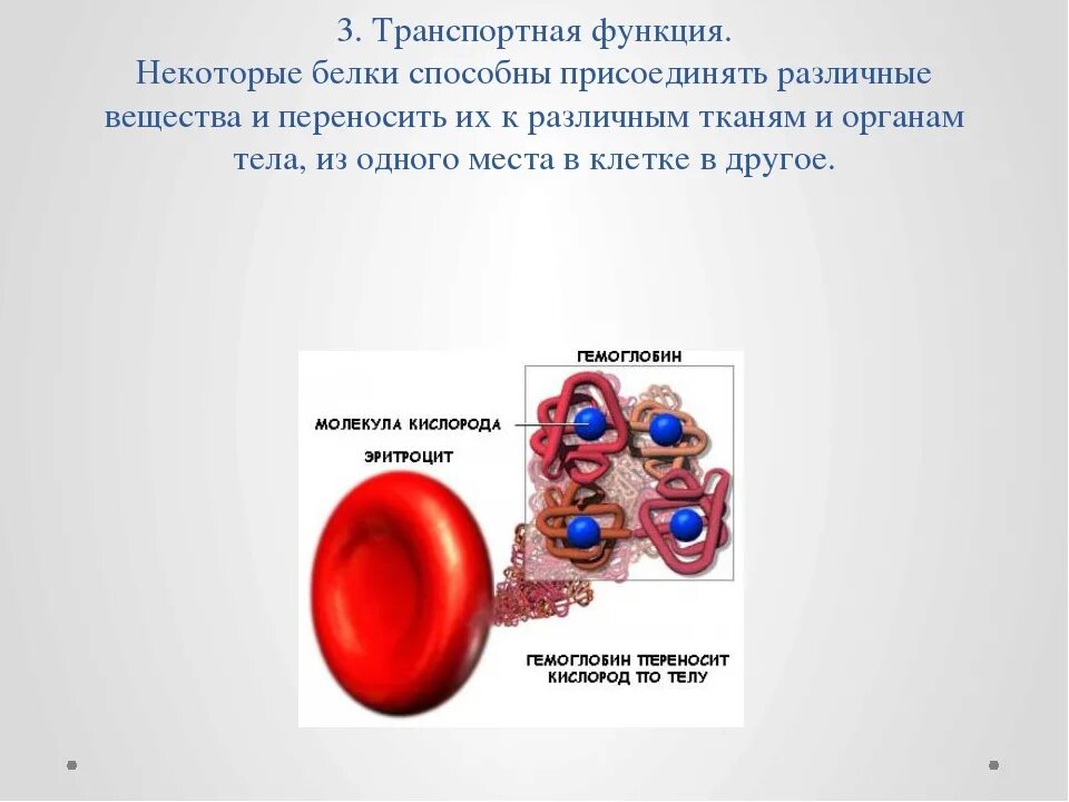 Транспортная функция белков. Транспортный белок функции. Транспортные белки функции. Функции белков транспортная функция. В состав входят транспортные белки