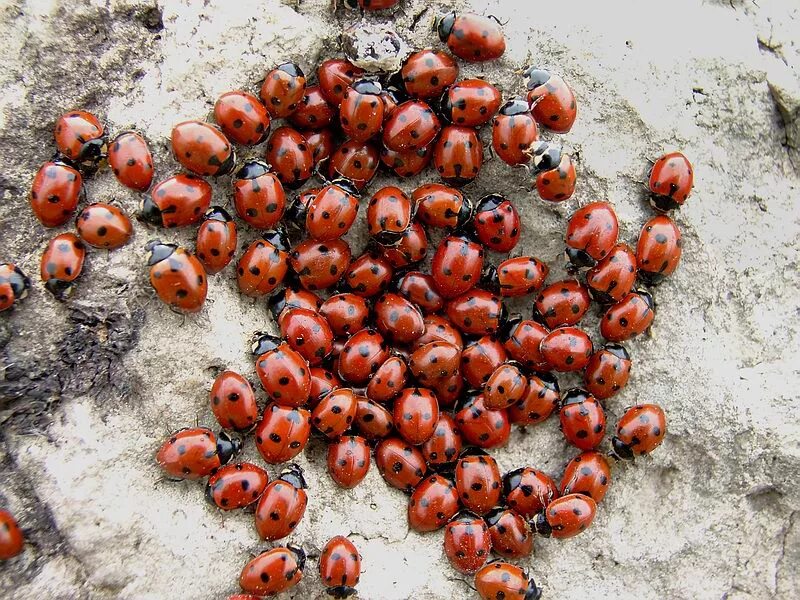 Божья коровка зимой. Макро божья коровка зимой. Чем питаются божьи коровки. Зимовка божьих коровок. Божьи коровки зимуют.