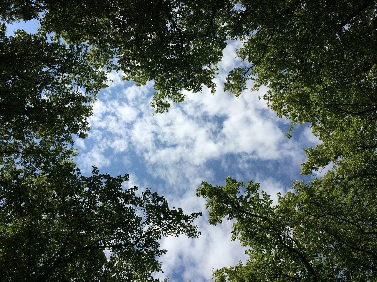 Верхушки деревьев. Лес и небо. Верхушки деревьев на фоне неба. Небо и деревья.