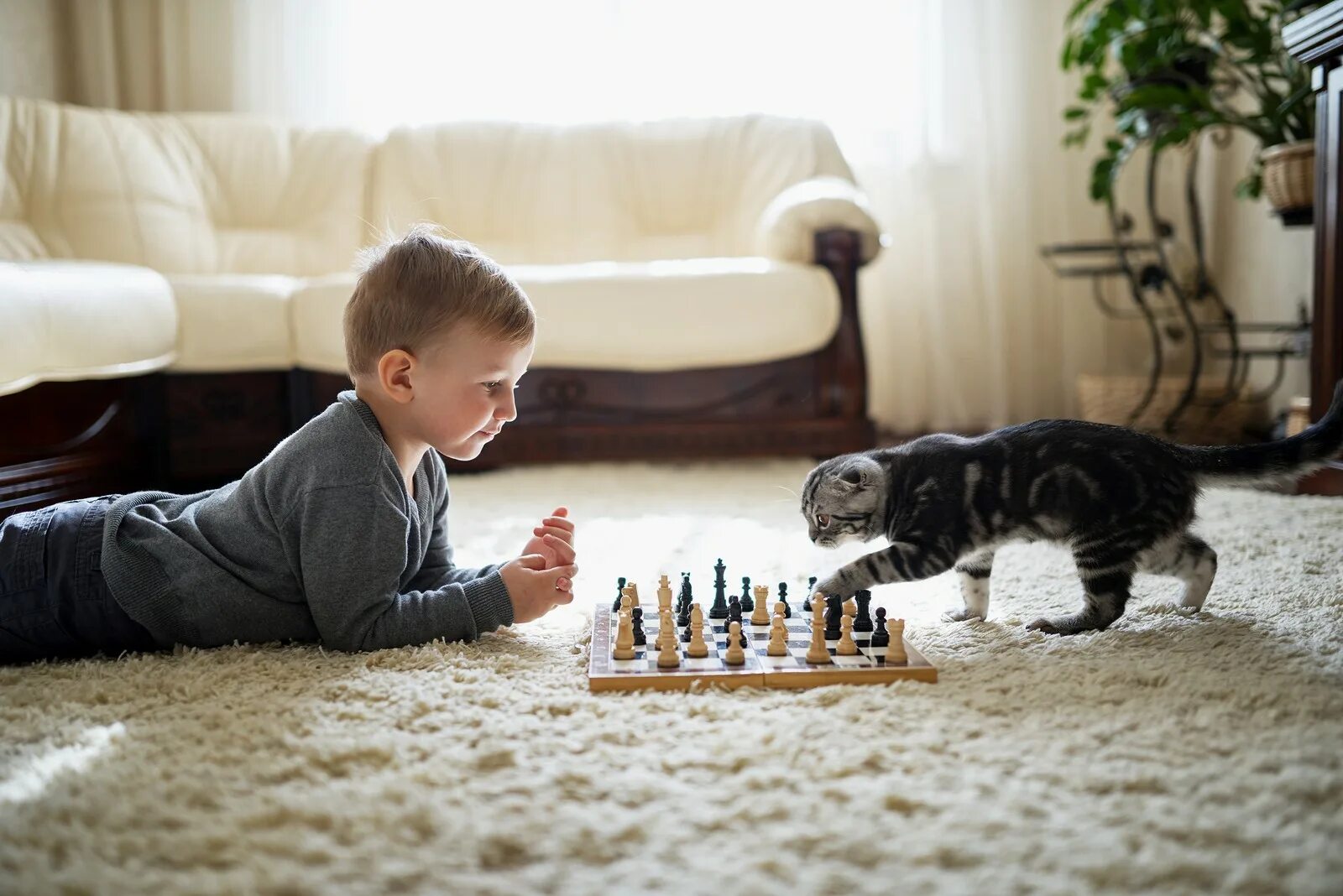 Мальчик играет на полу. Шахматы кошки. Шахматы для детей. Кот и шахматы.