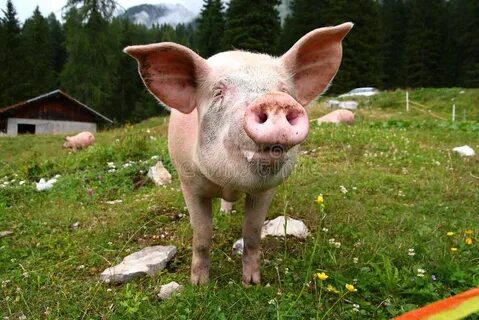 Pig italia