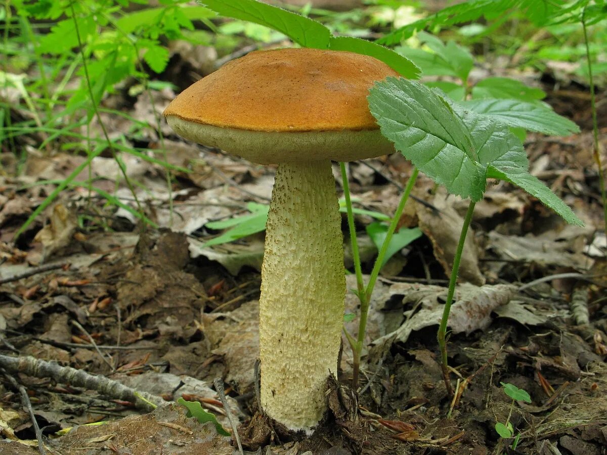 Трубчатый гриб 7. Подосиновик белоножковый. Leccinum albostipitatum. Подосиновик трубчатый. Трубчатые грибы.