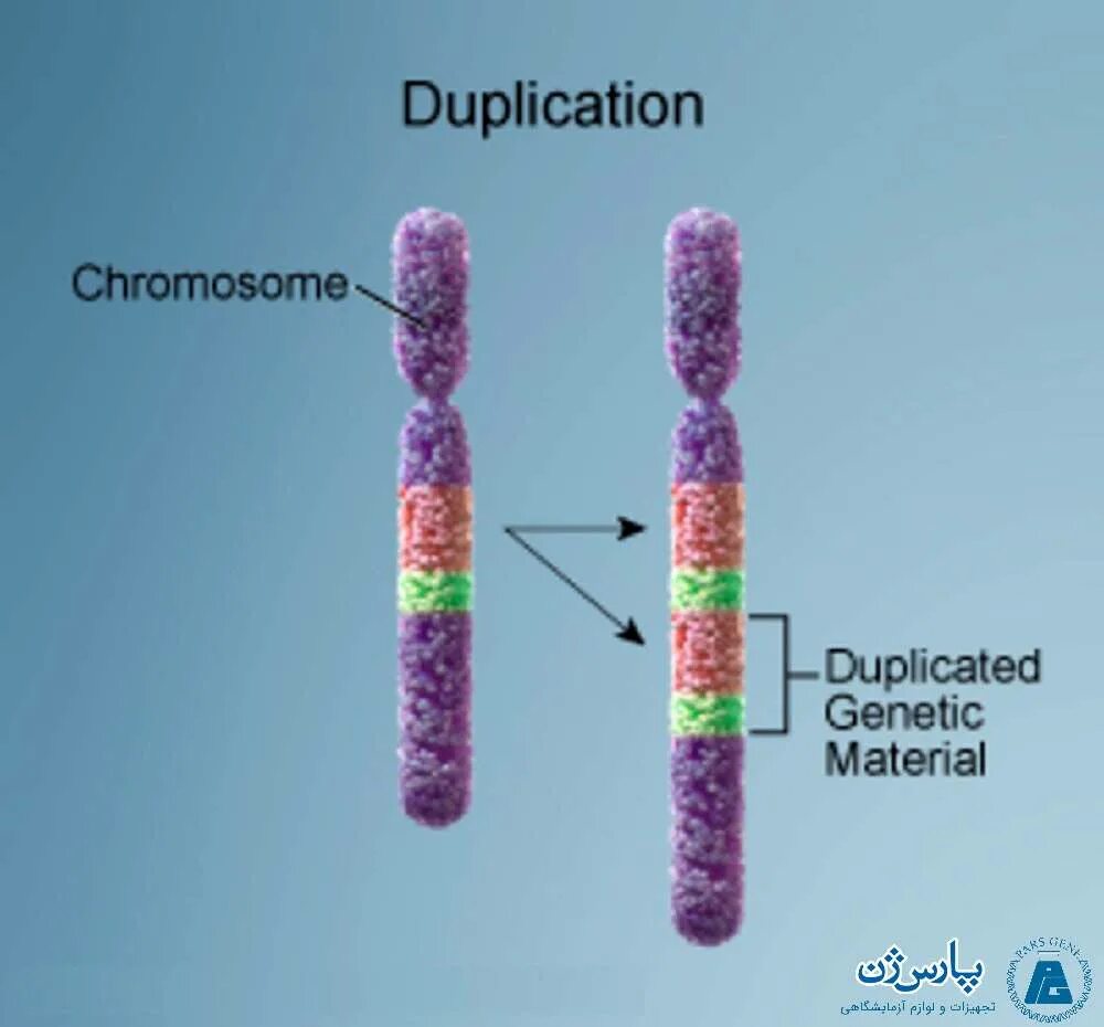 Процесс восстановления днк после точечной мутации называется. Изменение структуры гена. Изменение структуры днк. Генные геномные хромосомные мутации схема. Генном или точечная.