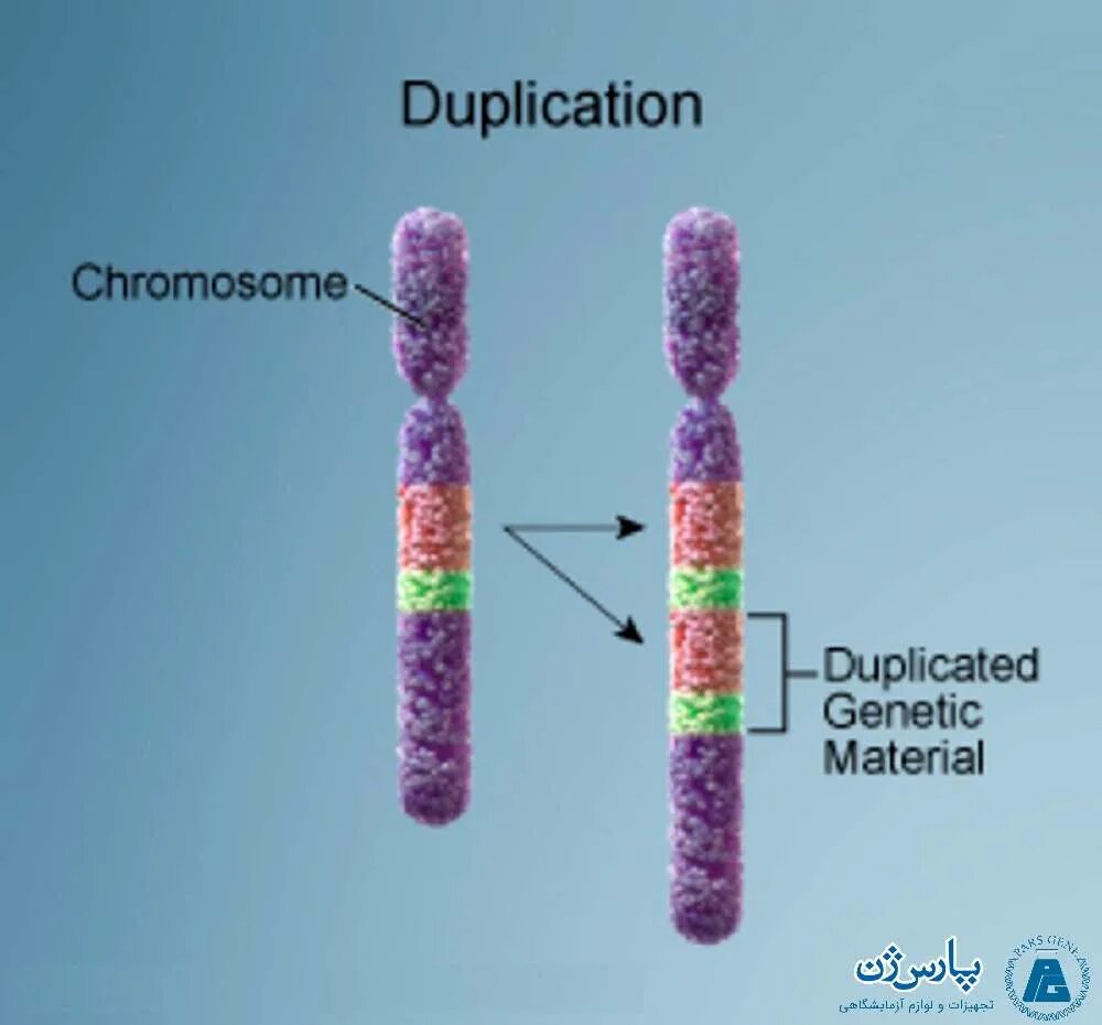 Хромосомные мутации делеция. Дупликация части хромосомы 21. Генные мутации дупликация. Хромосомные дупликации. Удвоение генов в хромосоме