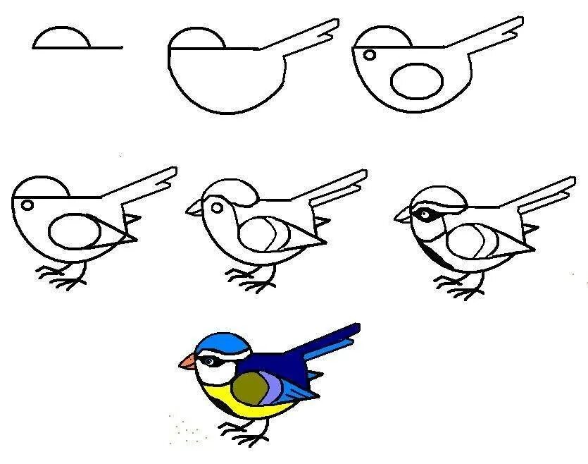 Птица рисунок. Рисование птиц для детей. Поэтапное рисование птиц. Ptisa risunok. Рисуем птицу поэтапно презентация 2 класс