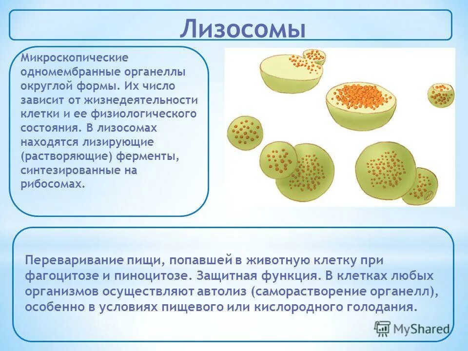 Ферменты лизосом синтезируются в. Ферменты лизосом клетки. Органоиды клетки лизосомы. Лизосомы (одномембранные органоиды).